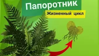 Жизненный цикл папоротников -Щитовник мужской. ЕГЭ