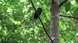 Greater Racket-tailed Drongo (Dicrurus paradiseus)