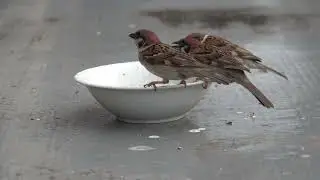 スズメのあさごはん