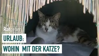 Urlaub ohne Haustier: Das Katzen-Hotel | Die Ratgeber