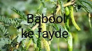 Health benefit of Babool.. Health benifit of Babool.# Health benifit of Babool.# Babool.