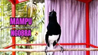 PANCINGAN KACER bahan SUSAH bunyi, KACER GACOR NGEPLONG bikin KACER MANAPUN ikut GACOR