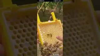 beebrill.com Beekeeping Queen Rearing Box Kit Plastic Bee Marking Cage Cell Cups Royal Jelly Cage