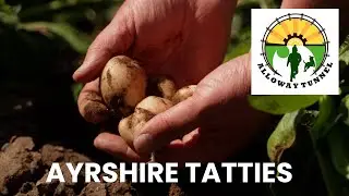 Ayrshire Tatties | Jay Crawford of Dowhill Farm, Turnberry &ndash; Alloway Railway Tunnel Project