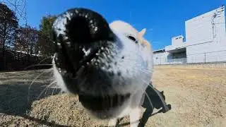 ドックランに遊びに来たワン‼️
