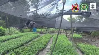 Encuentran vivero con 80.000 matas de coca en el resguardo Nukak Mak&uacute;, en Guaviare
