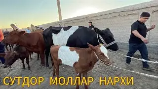 БУГОЗ ВА ОНА БОЛА СИГИРЛАР НАРХИ ГУРЛАН МОЛ БОЗОРИ 3 Августь 2025