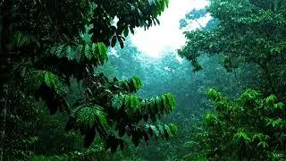 11 Hours Relaxing Rain in Exotic Jungle | Peaceful Nature Soundscape for Mindfulness