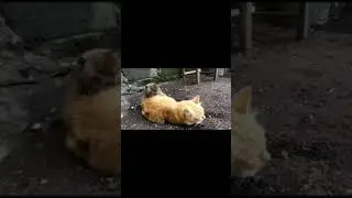 MONYET SAHABAT KUCING