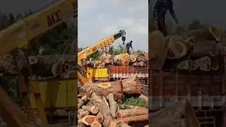 Unloading MONSTER LOGS at the Sawmill&ndash;Extreme Timber!