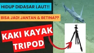 Ikan Berkaki Tripod - Ikan Penghuni Laut Dalam