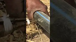 Moyens le plus rapide pour perforer le tuyau PEHD #farming #agriculture