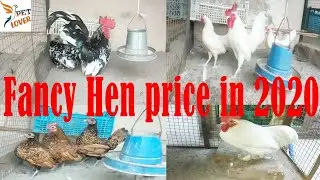 Fancy hen Price in 2020 | Fancy Hens Business Plan & Price