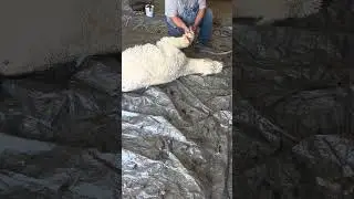 Alpaca shearing day at the neighbors farm #farmlife #farm #alpaca #alpacafarm #shearing