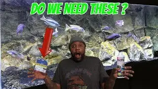 Deadliest Aquarium Fish Sickness that HURT colorful fish!