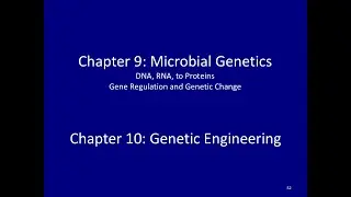 Genomic Structure, Protein Translation, & Genetic Engineering - Microbiology Lecture 4