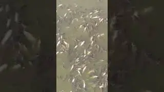 keluthi fish 🐠🐟🐟 share and subscribe frdzzzz🐟🐟🐟🐟🐟🐟🐟