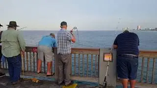 5-19-2017 Russell Fields Pier Cobia in Panama City Beach Florida