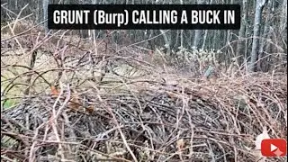 Grunting (BURPING) A Buck In