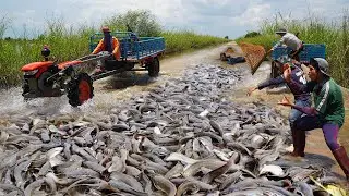 How to Catch Copper Snakehead Fish: A Complete Guide