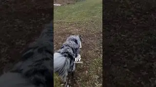 Dogs never forget you #explore  #wholesome #dog #reunion