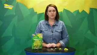 Insect Lore - Frog Life Cycle Stages