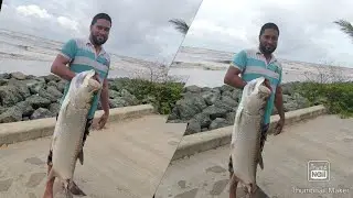 biggest tarpon we caught in manzanilla trinidad.  India 🇮🇳  🇬🇾guyana  Canadá 🇨🇦 usa Myanmar 🇲🇲