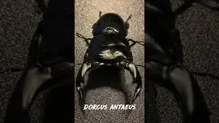 Dorcus antaeus