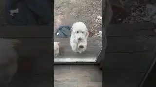 Got to love those scratches in your glass windows #dogs #cute #funny #dog #trending #outside #shorts