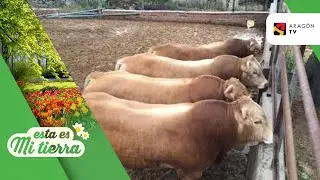 Una explotación ganadera de vacas de raza blonda