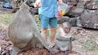 Sweet Pea spoil baby monkey is so disgusting.