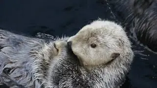 Lovely otters...🦦😍
