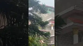 #apnehirangme#greenery #rainyday #morningvibes #gardening #natureshorts #rainsounds