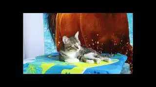 Blue Blanket Bliss Cat&rsquo;s Ultimate Chill Spot