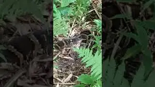 Sangseer kaman lower munsidhura kalimpong ma phatthan dangerous.hearnu hose plz share....
