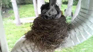 Live streaming: Robin's nest cam