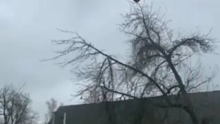 100 subscriber special 1 hour of screaming chicken to fall asleep to | chicken on tree here to sleep