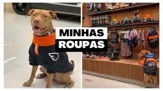Minhas roupas + @dogwings | acess&oacute;rios pet