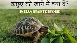 कछुआ क्या खता है? kachhua kya khata hai Indian star tortoise Diet Detailed food list. 🐢😱📈📈🚀