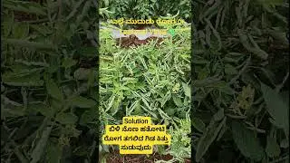 Tomato Leaf Curl Virus