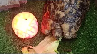 Live turtle life🐢🐢🐢