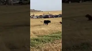 😱 PERROS ATACAN AL TORO BRAVO