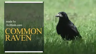 Common Raven [Corvus Corax]