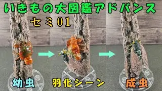 いきもの大図鑑アドバンス　セミ01　オンライン版　ゆっくり