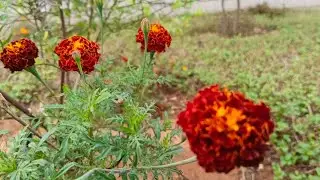 Hyderabad musime new vlog #vita #explorepage #minivlog #kaunainx #shortvideo #rose 