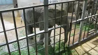 EEG Afrikanischer Elefant, Zoo Basel Schweiz, 24.09.2022,