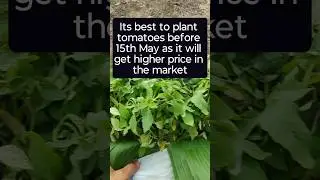 When to plant tomatoes for higher price #tips #farming #agriculturelife #polyhousefarming #secrets