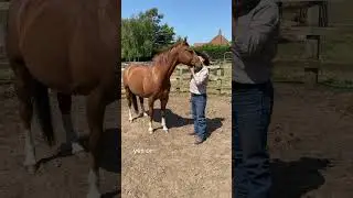 Meet Chunky | Western Ways Horsemanship & Stud