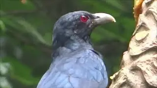 Asian Koel - Eudynamys scolopaceus (Male)