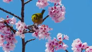 4K spring flowers nectar realistic and realistic | Videos Pro Shop